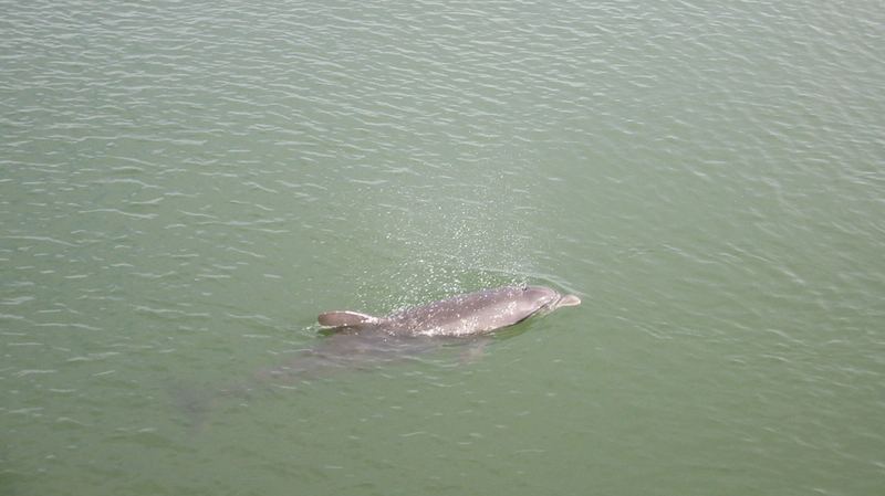 Delphin im Golf von Mexico