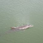 Delphin im Golf von Mexico