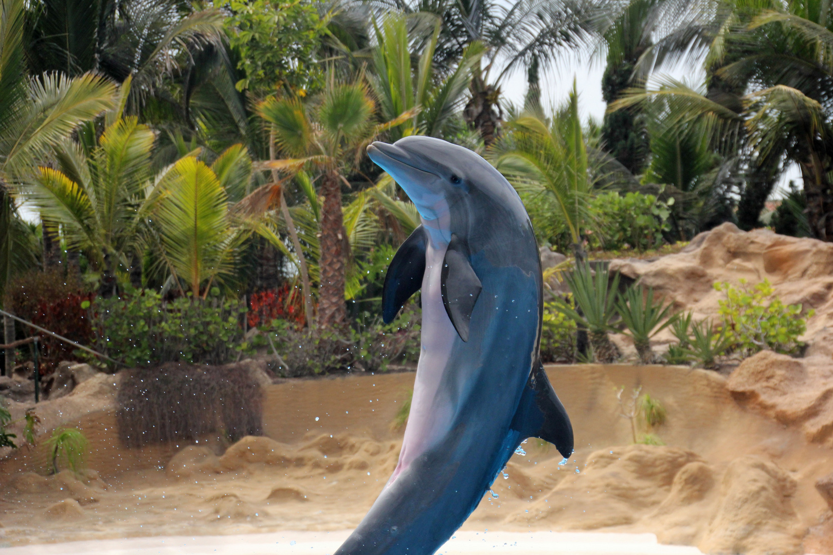 Delphin im Loro Park auf Teneriffa