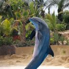 Delphin im Loro Park auf Teneriffa