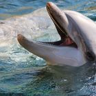 Delphin im Nürnberger Zoo