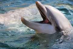 Delphin im Nürnberger Zoo