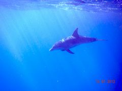 Delphin im Roten Meer