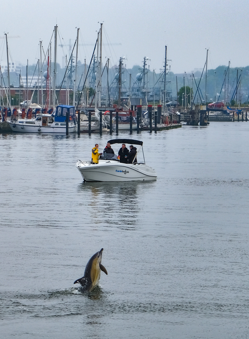 Delphin in Kiel, 30.5.2019