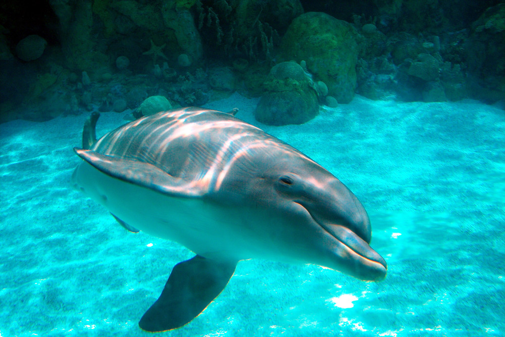 Delphin in SeaWorld Orlando