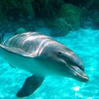 Delphin in SeaWorld Orlando