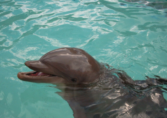 Delphin in Seaworld, Orlando, Florida