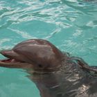 Delphin in Seaworld, Orlando, Florida