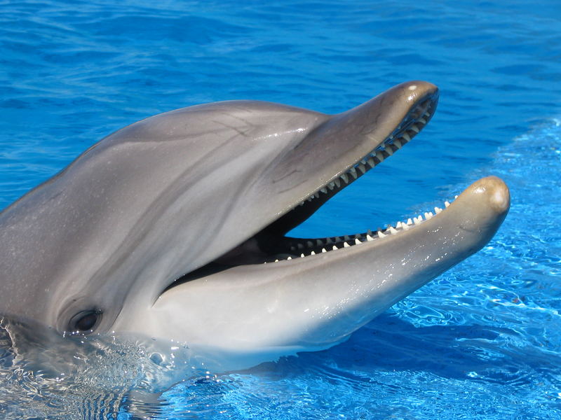 Delphin in Seaworld, San Diego, Kalifornien