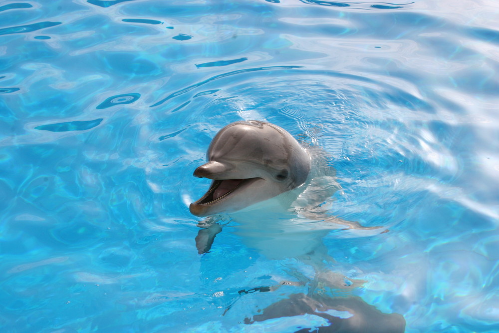 Delphin Kind Foto Bild Tiere Tierkinder Natur Bilder Auf Fotocommunity
