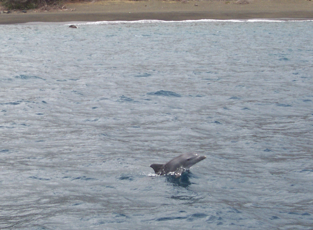 Delphin, La Réunion