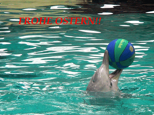 Delphin mit Ball