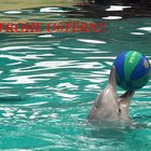 Delphin mit Ball