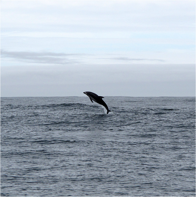 Delphin Monterey Bay