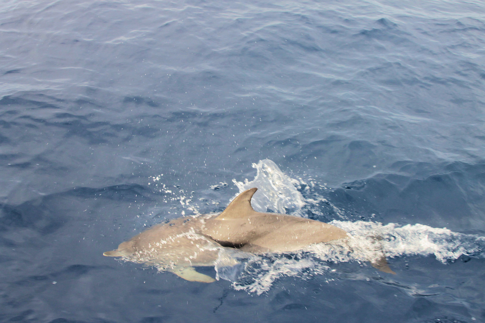 Delphin - Schnappschuss auf dem Atlantik