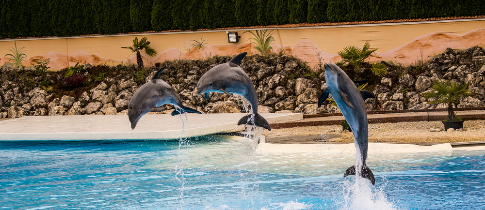 Delphin Show