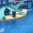 Delphin Show