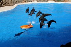 Delphin-Show auf Teneriffa