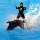 Delphin-Show auf Teneriffa