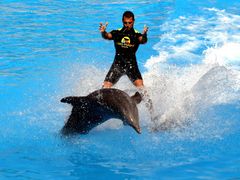 Delphin-Show auf Teneriffa