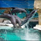 Delphin-Show Duisburg.........