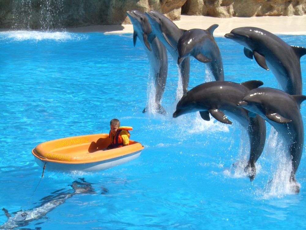 Delphin Show