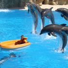 Delphin Show