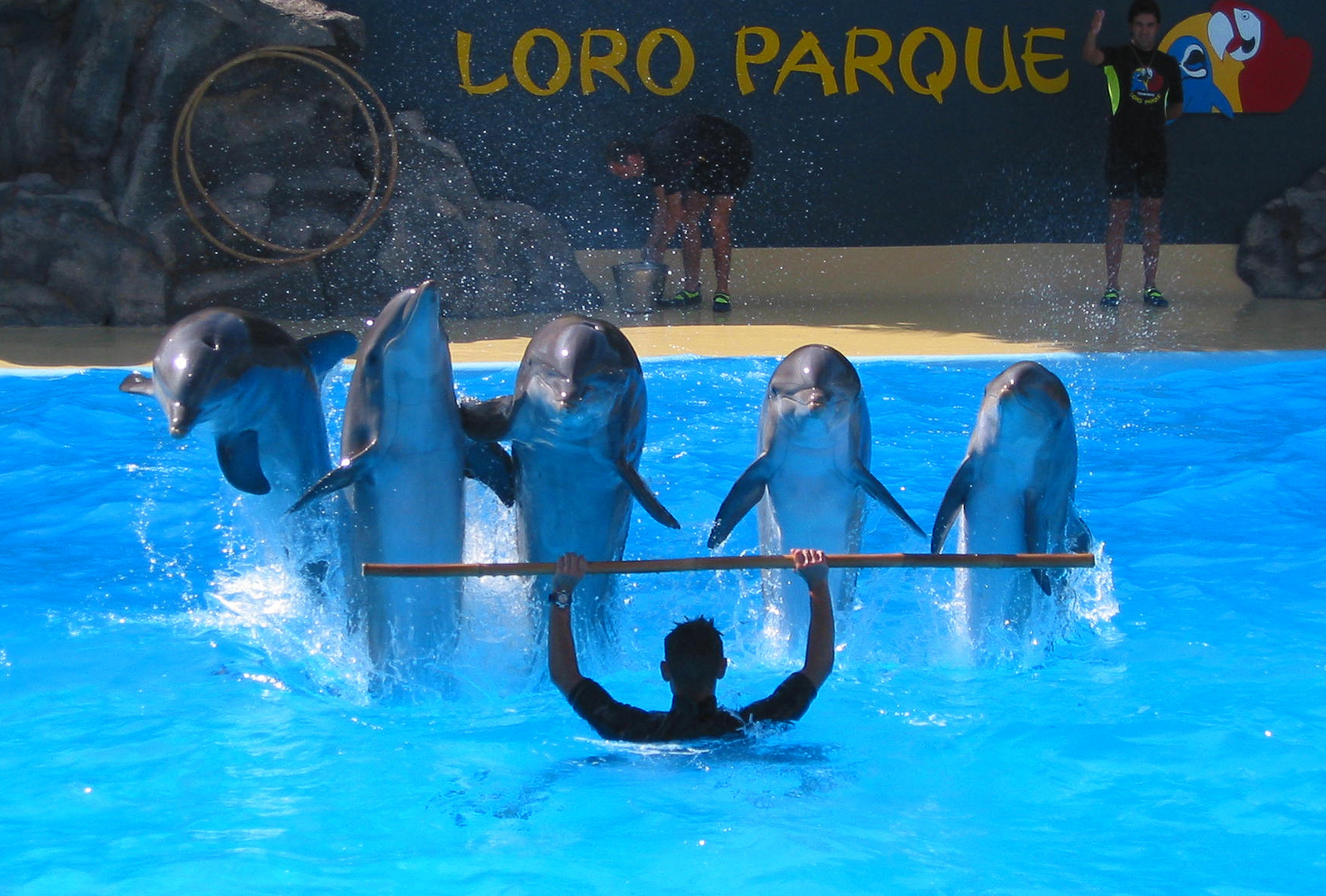 Delphin Show