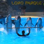 Delphin Show