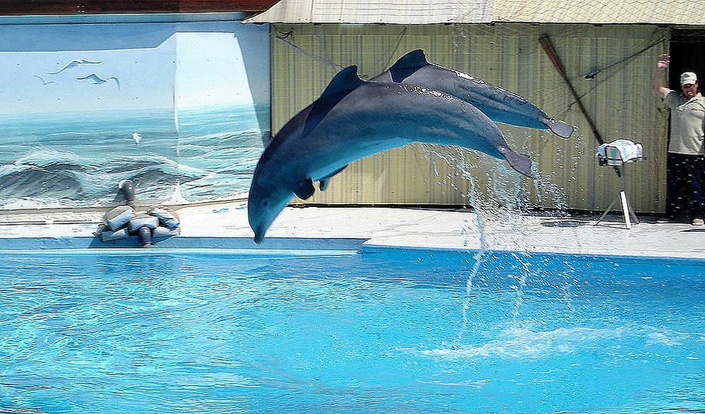 Delphin Show im Heide Park Soltau Foto & Bild | deutschland, europe, niedersachsen Bilder auf ...