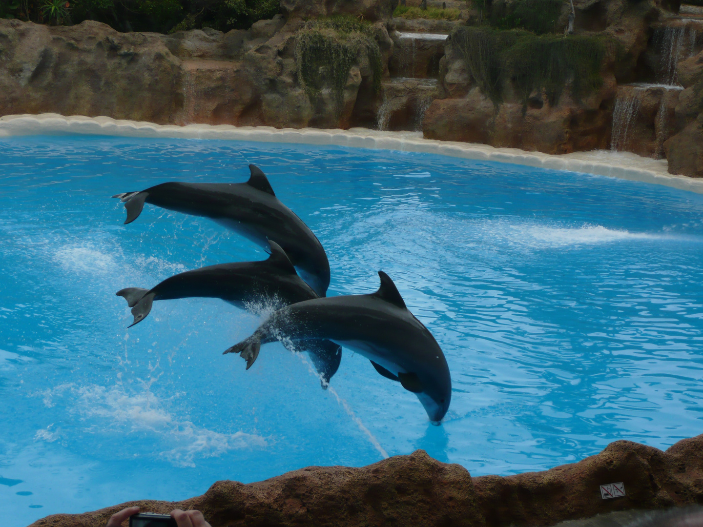 Delphin show im Loro Parque Teneriffa