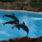 Delphin show im Loro Parque Teneriffa