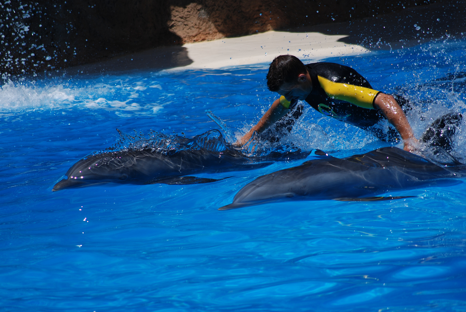 Delphin Show Loro Park