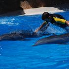 Delphin Show Loro Park