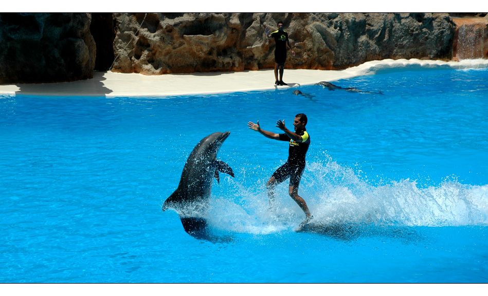 Delphin Show Loro Park Teneriffa