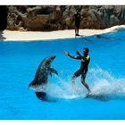 Delphin Show Loro Park Teneriffa