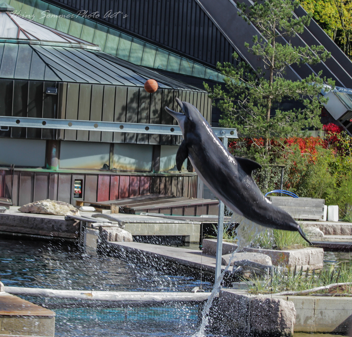 Delphin Show Tiergarten Nürnberg