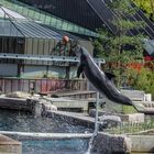 Delphin Show Tiergarten Nürnberg