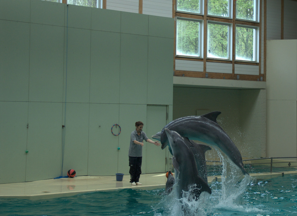 Delphin Show war echte Klasse