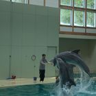 Delphin Show war echte Klasse