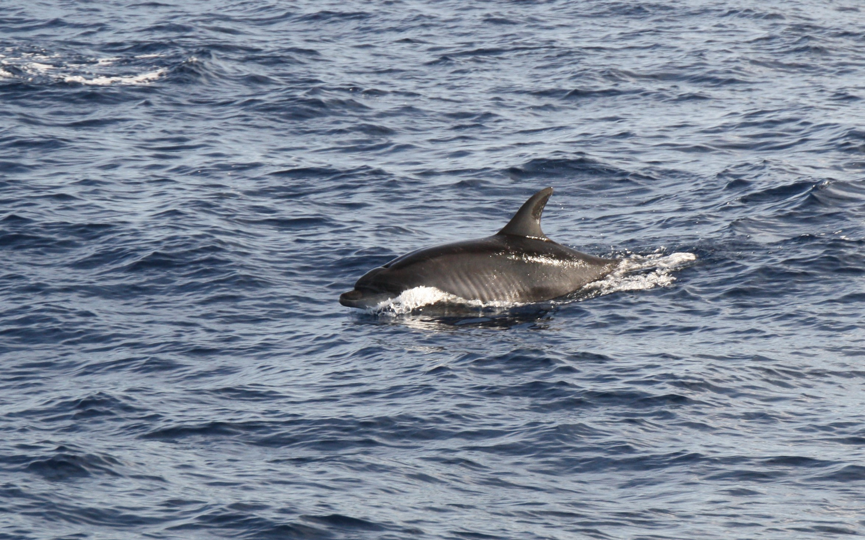 Delphin Sichtung
