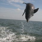 Delphin Sprung
