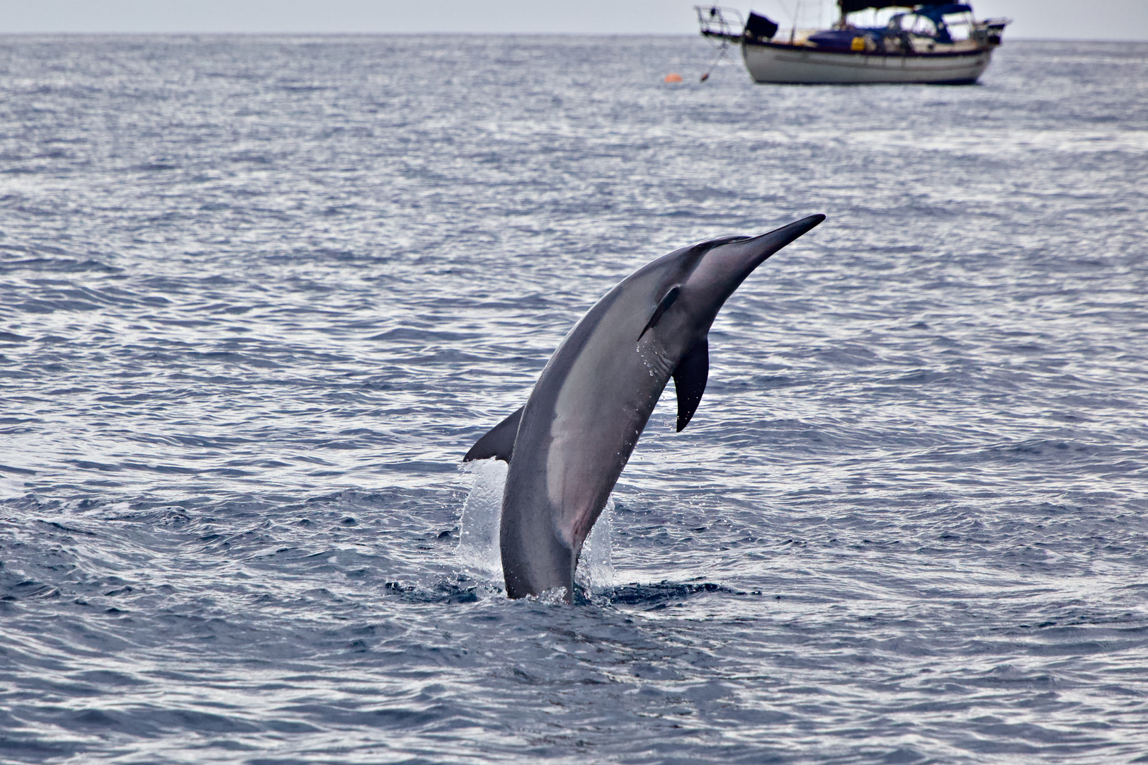 Delphin-Sprung vor Maui