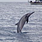 Delphin-Sprung vor Maui