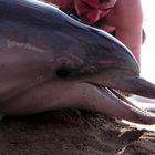 Delphin und Mensch