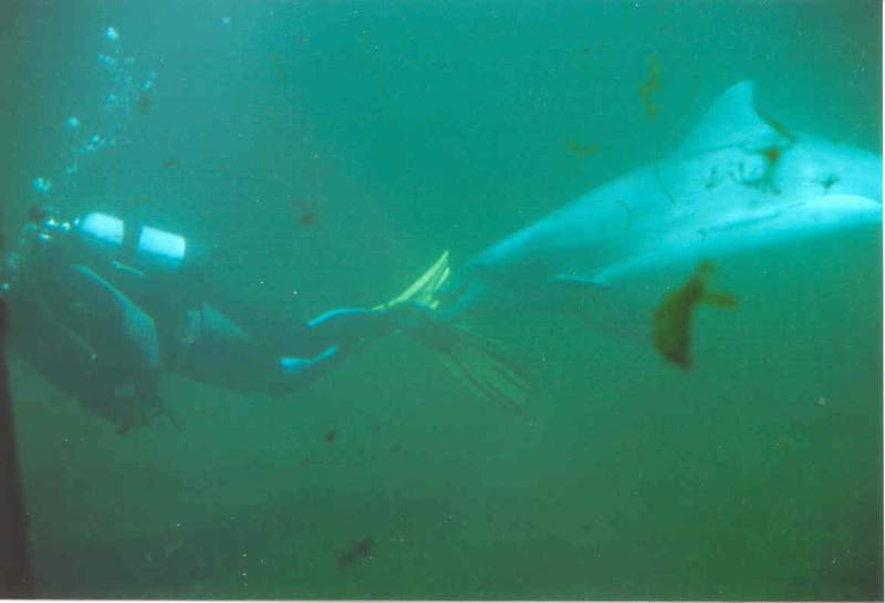 Delphin und Taucher