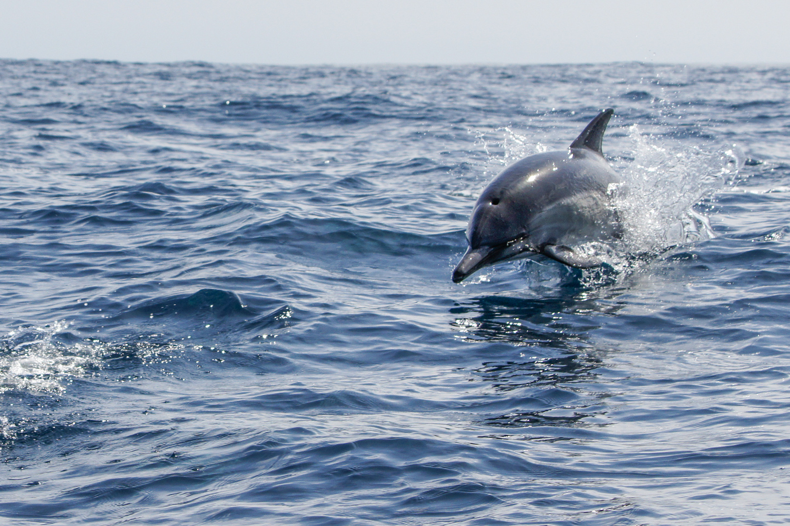 Delphin vor der Küste San Diego