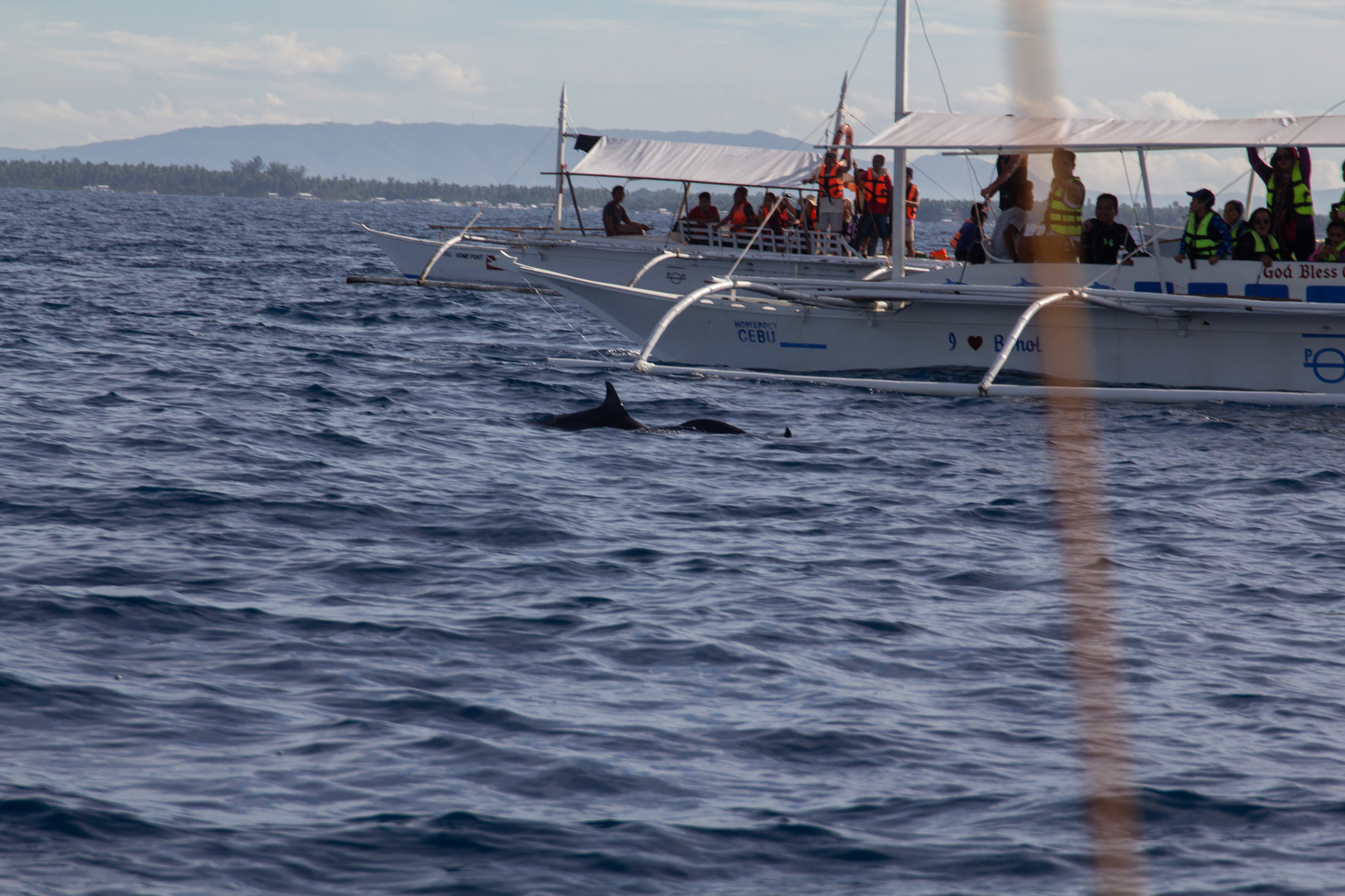 Delphin-watchintg -Bohol