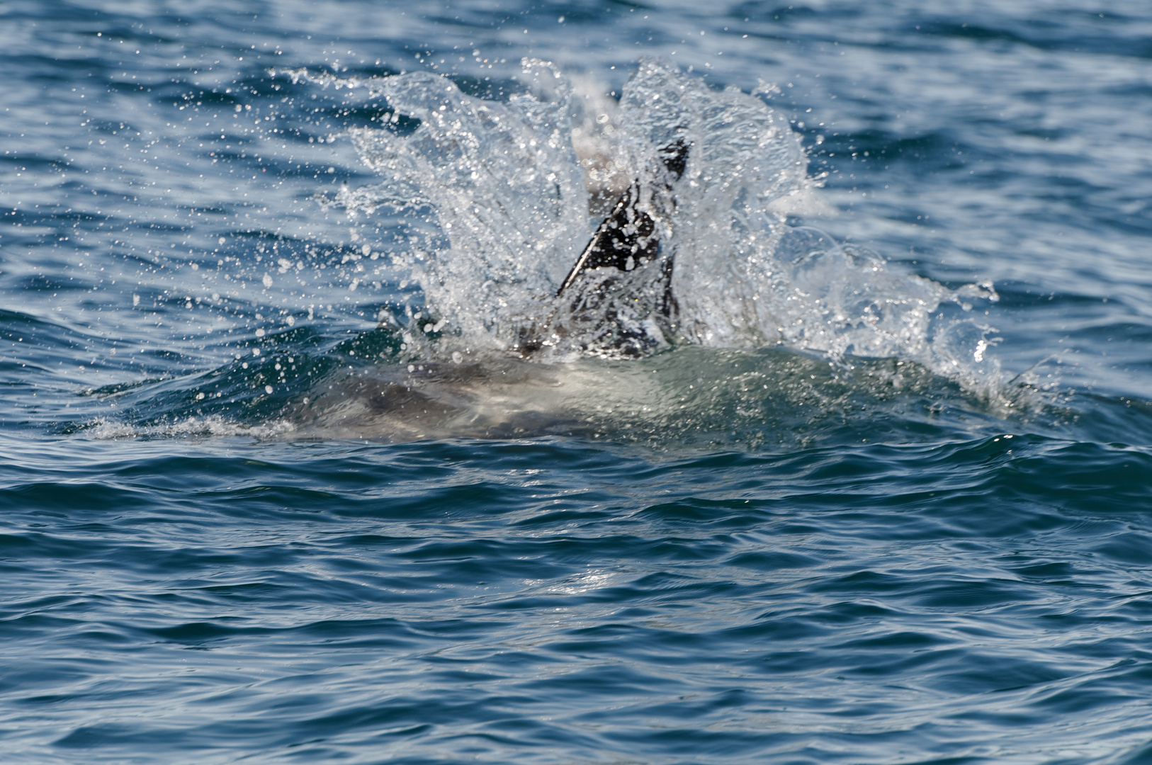 Delphin (white-beaked dolphin)