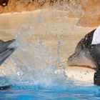 Delphin zeigt, wie man mit einem gestandeten Delphin umgehen sollte